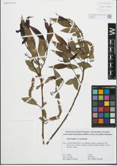 Foto von Salix fragilis L. x Salix pentandra L.